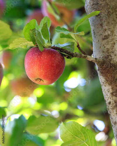 apple tree