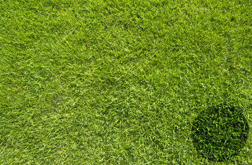 Wall Mural - Pie chart on green grass texture and background