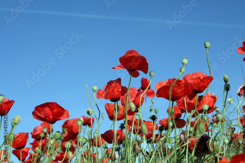 Board z aluminiowym obramowaniem Maki