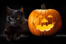 Halloween Cat Pumpkin Lantern Free Stock Photo Public Domain Pictures halloween-cat-pumpkin-lantern-free-stock-photo-public-domain-pictures