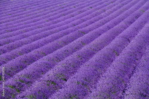 Tapeta ścienna Pola lawendy w pobliżu Valensole w Prowansji, Francja