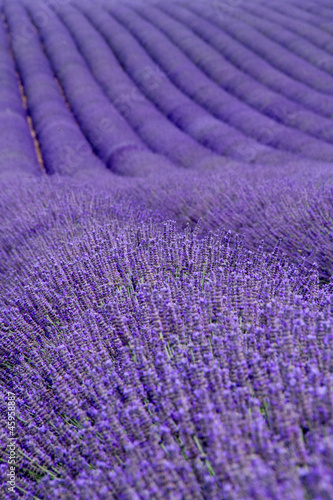 Tapeta ścienna Pola lawendy w pobliżu Valensole w Prowansji, Francja