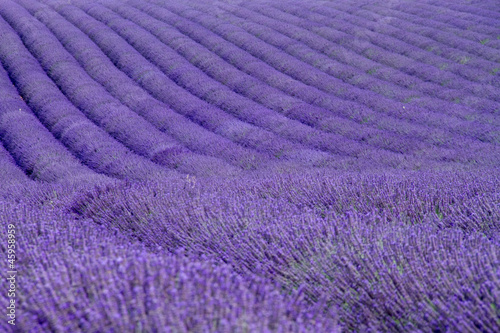 Tapeta ścienna Pola lawendy w pobliżu Valensole w Prowansji, Francja