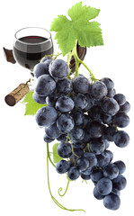 Canvas Print - vigne, vin, raisin
