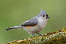Tufted Titmouse, Songbird With Mossy Log & Natural Background