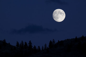 full moon over pine trees silhouette with midnight blue sky