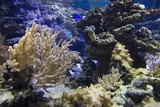 Fototapeta Do akwarium - Coral reefs