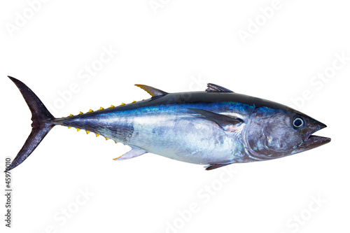 Fotomural Bluefin tuna really fresh isolated on white
