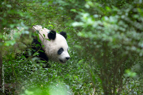 Board z aluminiowym obramowaniem Wspaniała panda w lesie