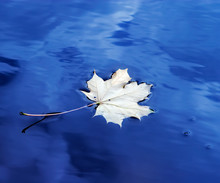 Dried Maple Leaf On Water