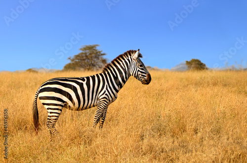 Board z aluminiowym obramowaniem Zebra stojąca w trawie na safari oglądając ciekawie