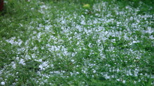 Hails Falling On The Grass