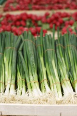 Wall Mural - Bundles of green onions in a grocery