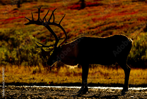 Plakat na papierze fotorealistycznym Caribou - denali national park