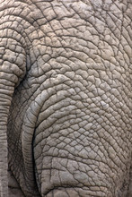Closeup Of An Elephant Skin