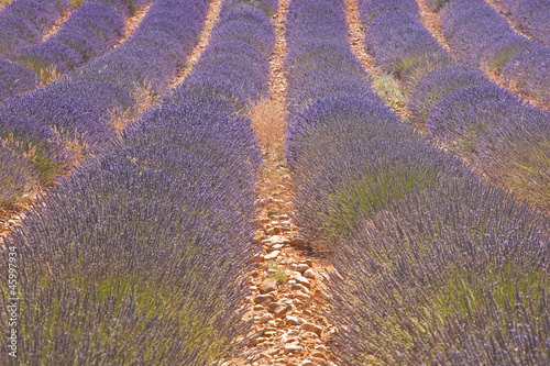 Tapeta ścienna Lawendowe pole na płaskowyżu de Valensole w Prowansji.