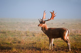 Fototapeta Sawanna - Fallow deer stag portrait in Autumn foggy morning