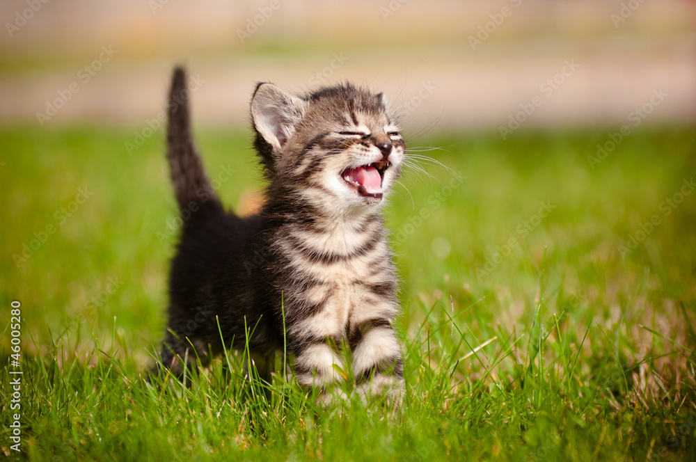 kitten portrait photography