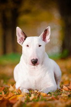 White Bull Terrier Laying In The Leaves