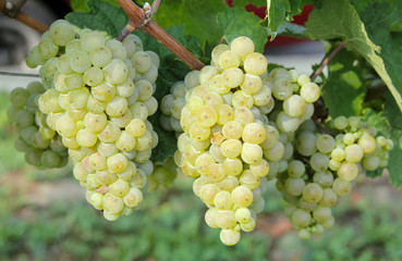 Gruner Veltliner grape ready for harvest