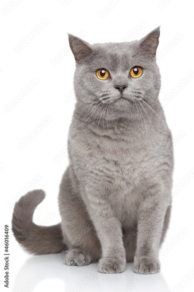 Portrait of British Shorthair cat - obrazy, fototapety, plakaty 