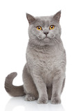 Fototapeta Koty - Portrait of British Shorthair cat