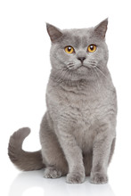 Portrait Of British Shorthair Cat