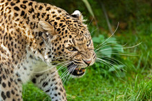 Snarling Angry North Chinese Leopard Large Whiskers