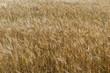Wheat field, Greece