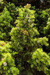 Juniperus drupacea (Syrian Juniper), Greece