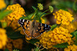 Colorful butterfly on yellow flowers