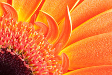 Detail Of Orange Gerbera Petals