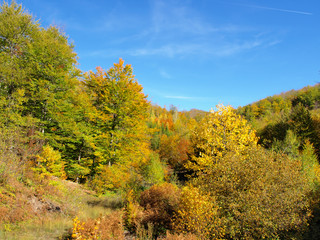 Canvas Print - Mountain autumn landscape with colorful forest