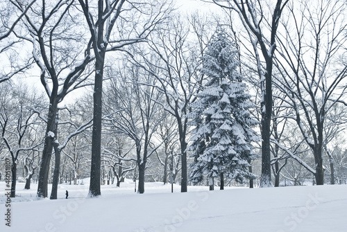 Tapeta ścienna Zimowa scena park centralny