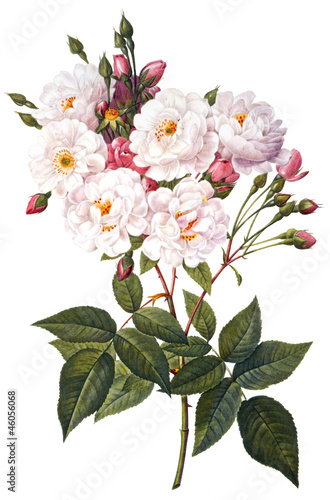 Obraz w ramie flower illustration