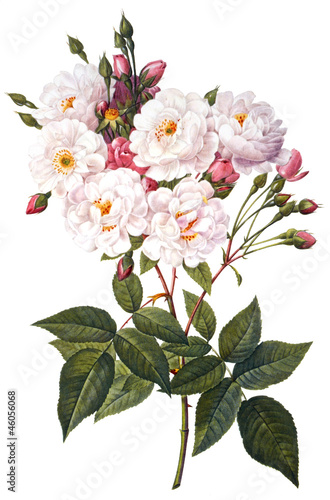 Naklejka na szybę flower illustration