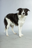 Fototapeta Dmuchawce - Young border collie dog. Bitch. Studio shot isolated.