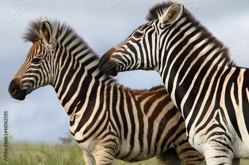 Board z aluminiowym obramowaniem Zebra mama i źrebię