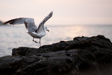 Seagull Taking Off