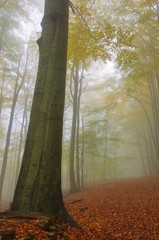 Sticker - Buchenwald im Nebel - beech forest in fog 07