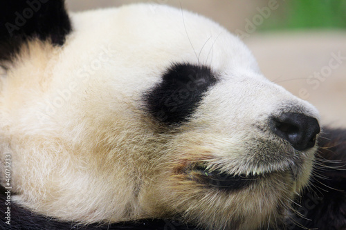 Board z aluminiowym obramowaniem Śpiąca panda