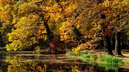 Canvas Print - Eiche im Herbst vid 01