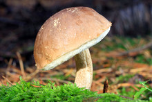 Leccinum Scabrum - Growing In Moss In The Forest