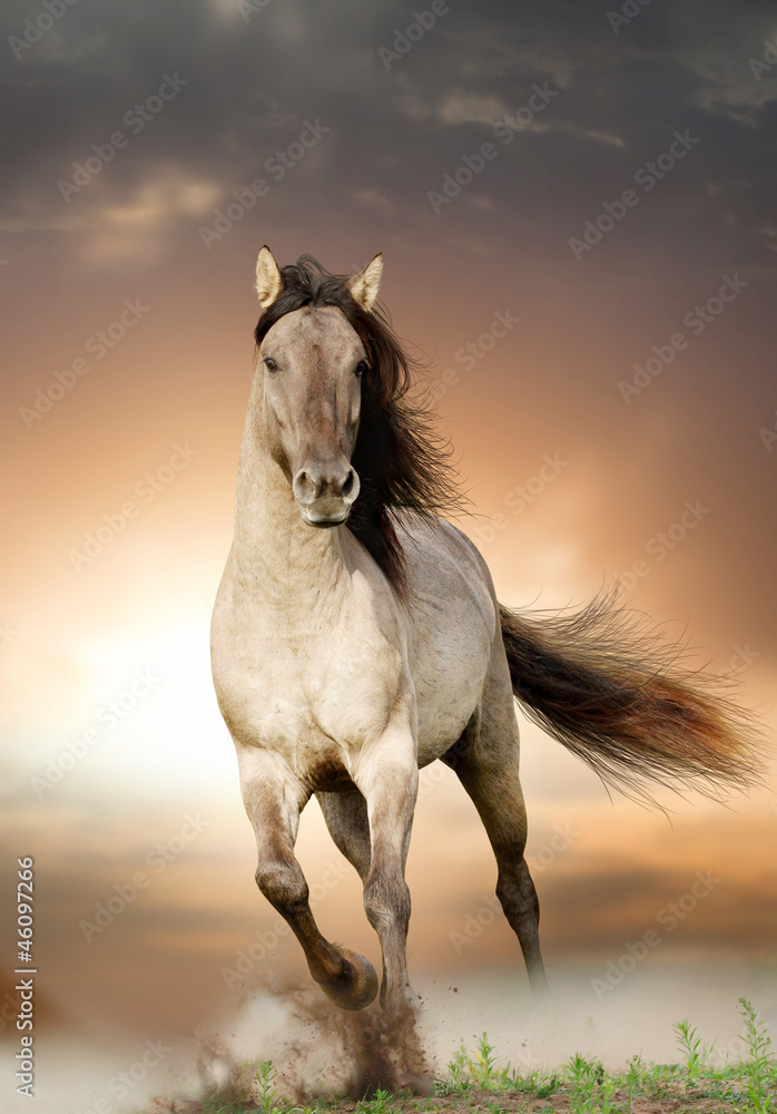 wild stallion running in sunset - obrazy, fototapety, plakaty 