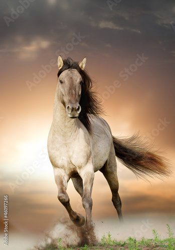 Fototapeta na wymiar wild stallion running in sunset