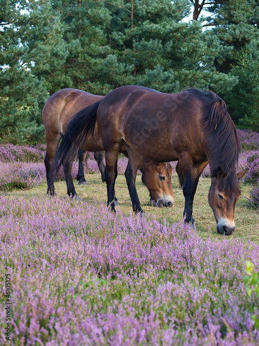 Board z aluminiowym obramowaniem Exmoor ony wypas