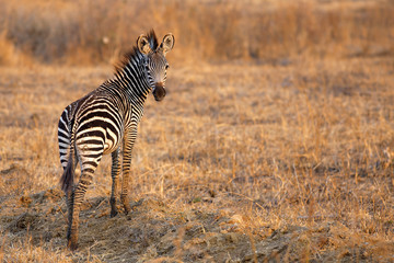 African Zebra