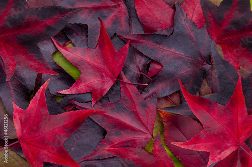 Naklejka samoprzylepna Herbstlaub