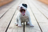 Fototapeta Psy - American Staffordshire terrier puppy