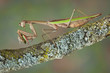 Mantis eating hopper